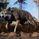 Волк в игре Rust