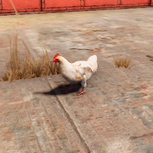 Курица в игре Rust